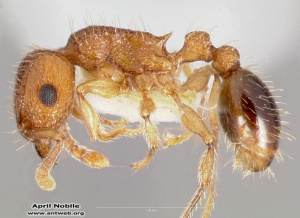 Ants of  Macaronesia